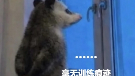 哐哐吃 猛猛练，就能增肌吗？